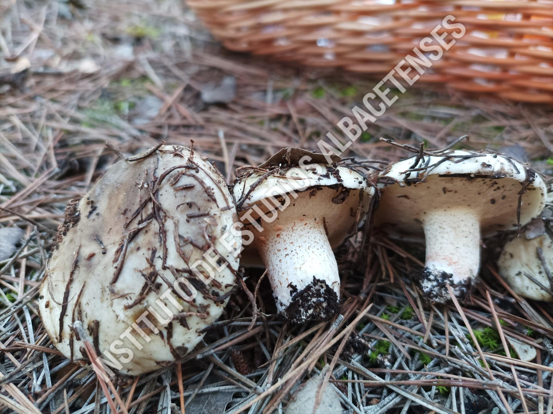 Patrimonio Natural Pejín blanco, bojín, baboso (Suillus bellinii (Inzenga) Kuntze)