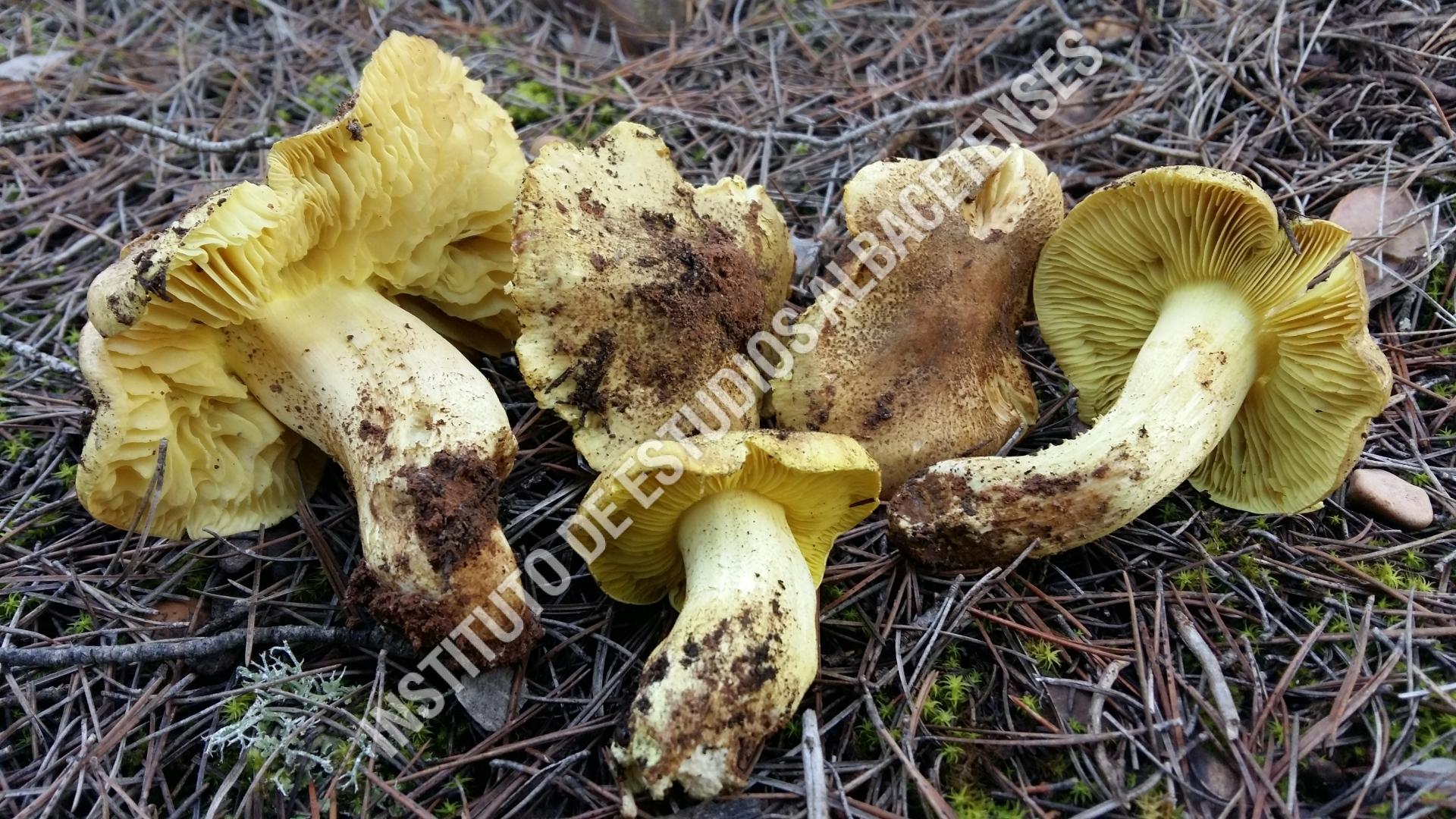 Patrimonio Natural Seta de los caballeros (Tricholoma equestre (L.) P. Kumm.)