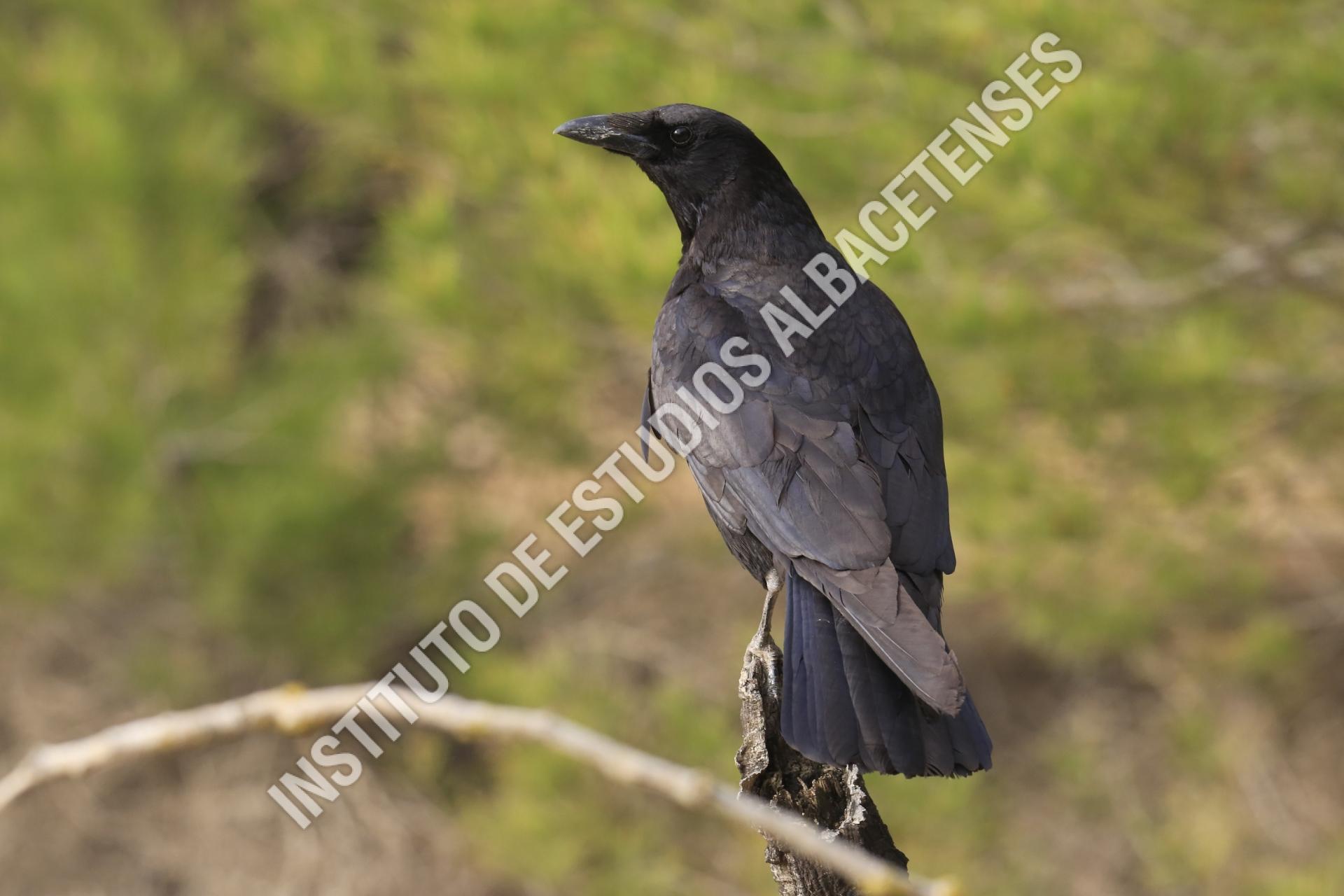 Patrimonio Natural Corneja negra, cuervo, juan (Corvus corone)