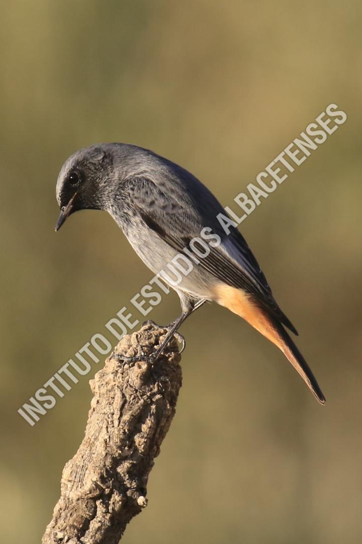 Patrimonio Natural Colirrojo tizón (Phoenicurus ochrurus)