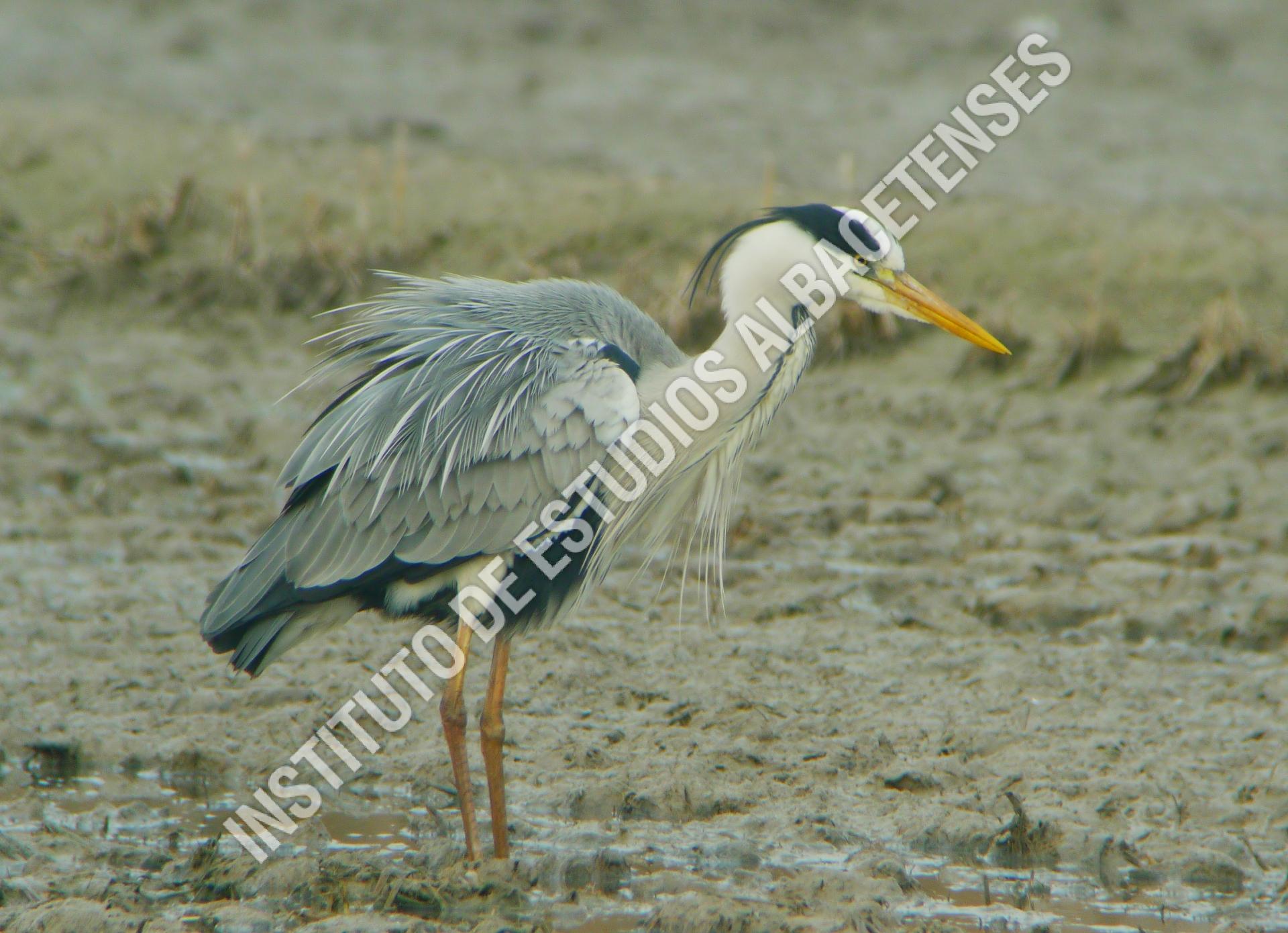 Patrimonio Natural Garza real (Ardea cinérea)