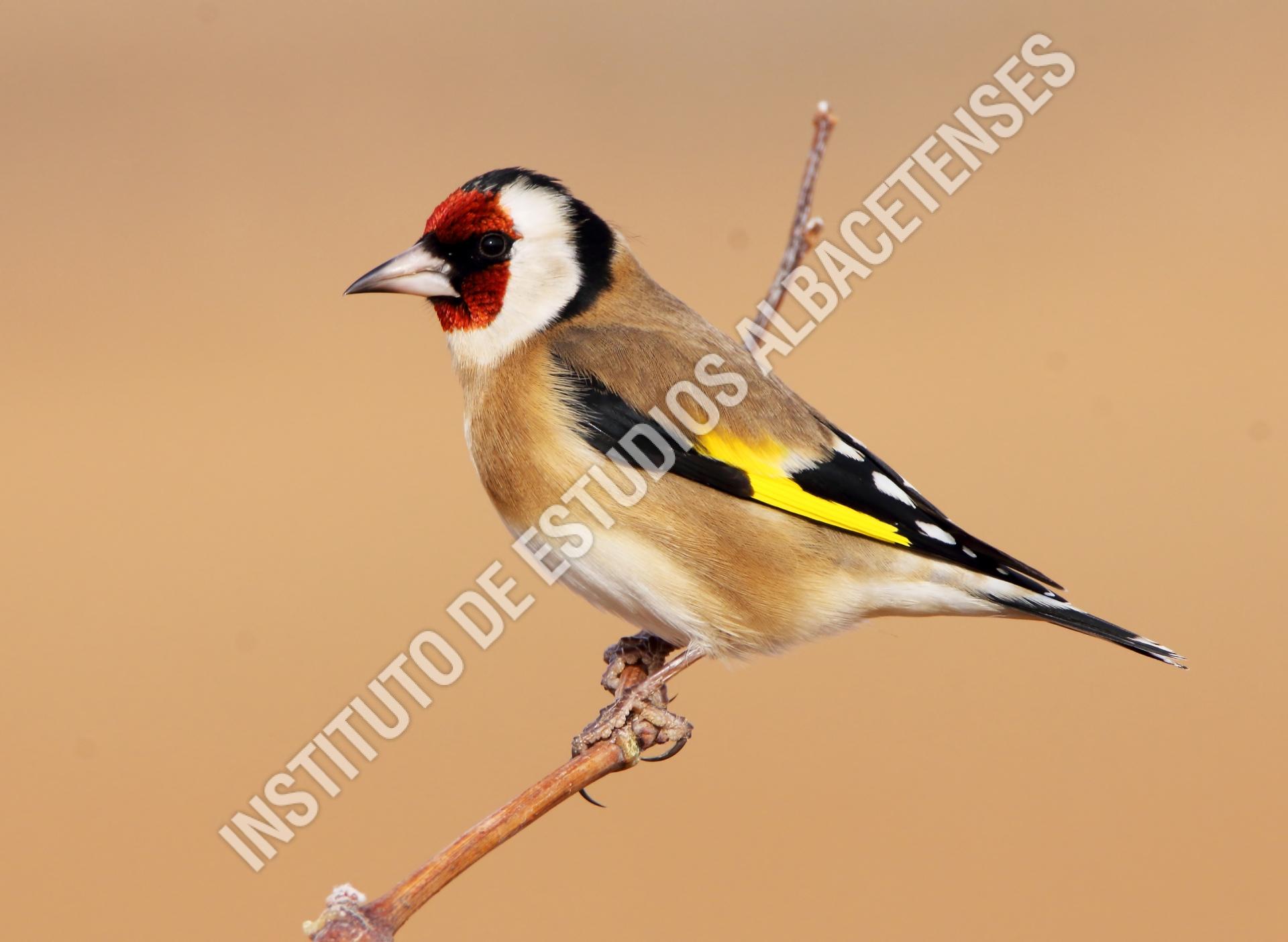 Patrimonio Natural Jilguero, colorín (Carduelis carduelis)