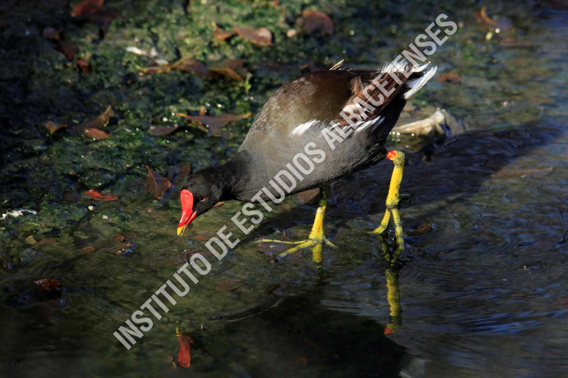 Patrimonio Natural Gallineta, polla de agua (Gallinula choropusus)