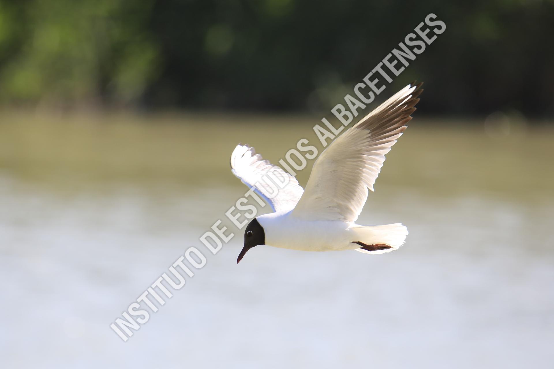 Patrimonio Natural Gaviota reidora (Chroicocephalus ridibundus)